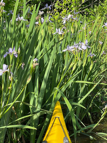 Gorgeous iris on lake edge
