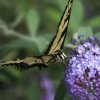 533_152Swallowtail
