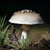Mushroom_In_Morning_Light