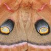 Polyphemus_Moth_Detail